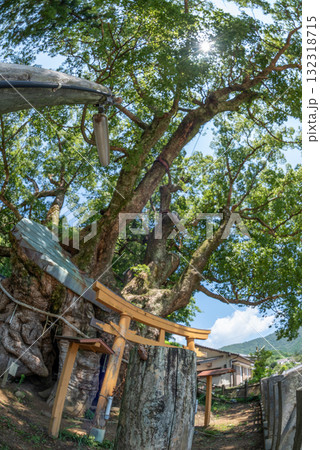 高知県　須崎市　大谷の樟 132318715