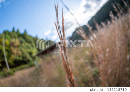 秋の野に咲く草花 秋の野に咲く草花 132318719