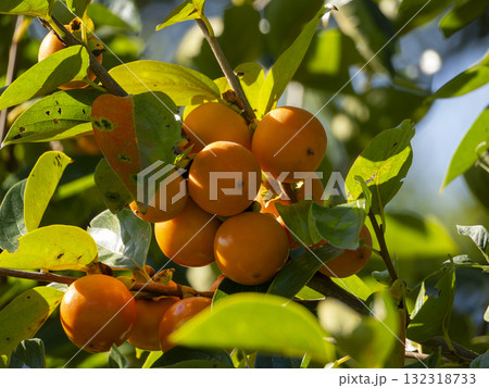 熟した実を付けた柿の木 132318733