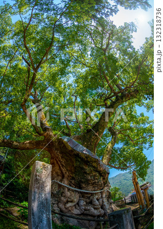 高知県 須崎市 大谷の樟 高知県 須崎市 大谷の樟 132318736