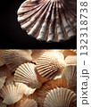 2種類のホタテ貝 2種類のホタテ貝 132318738