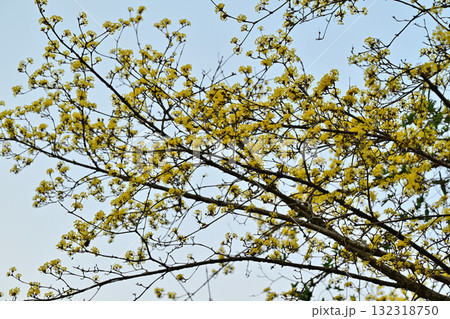 花桃の里 満開のサンシュウ 早春の里山 東秩父村 花桃の里 満開のサンシュウ 早春の里山 東秩父村 132318750