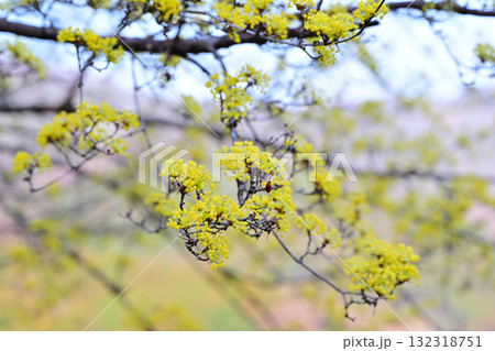 花桃の里 満開のサンシュウ 早春の里山 東秩父村 花桃の里 満開のサンシュウ 早春の里山 東秩父村 132318751