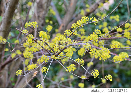 花桃の里　満開のサンシュウ　早春の里山　東秩父村 132318752