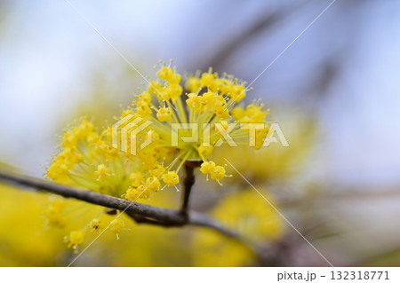 花桃の里　満開のサンシュウ　早春の里山　東秩父村 132318771