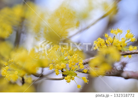 花桃の里 満開のサンシュウ 早春の里山 東秩父村 花桃の里 満開のサンシュウ 早春の里山 東秩父村 132318772