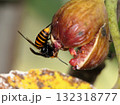 熟れすぎたイチジクの好きなスズメ蜂 132318777