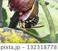 熟れすぎたイチジクの好きなスズメ蜂近寄っても無視される 132318778