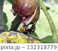 刺されたら痛そうだが無視されるイチジクの好きなスズメ蜂 132318779