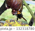 熟れすぎたイチジクに夢中なスズメ蜂 132318780