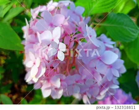 淡いピンクの紫陽花 132318811