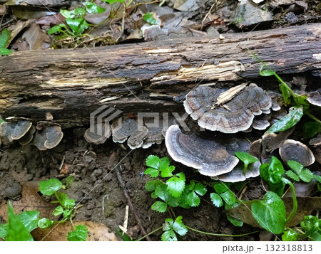 幹に生えたカワラタケ 132318813