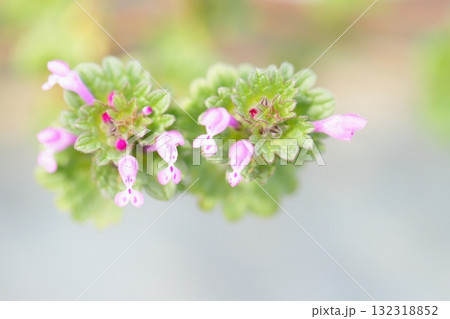 ホトケノザのクローズアップ 132318852