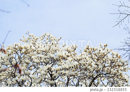 満開のハクモクレン 132318855