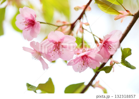 河津桜のクローズアップ 132318857