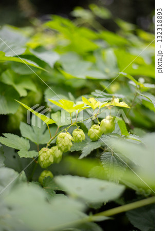 Wild Hops in sunny weather Wild Hops in sunny weather 132318893