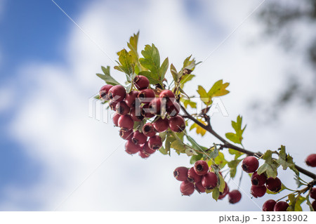 Hawthorn branch against a cloudy sky 132318902