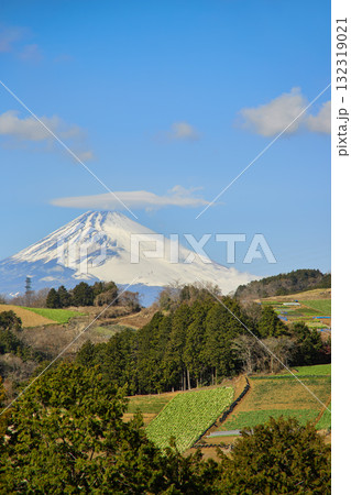 箱根西麓の野菜畑と富士山 132319021