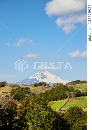 箱根西麓の野菜畑と富士山 132319022