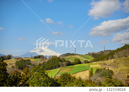箱根西麓の野菜畑と富士山 132319026