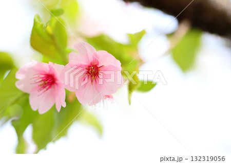 河津桜のクローズアップ 132319056