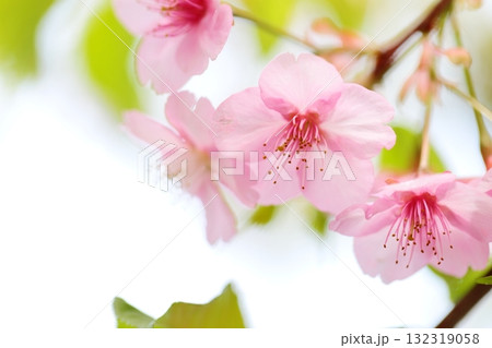 河津桜のクローズアップ 河津桜のクローズアップ 132319058