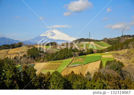 箱根西麓の野菜畑と富士山 132319067