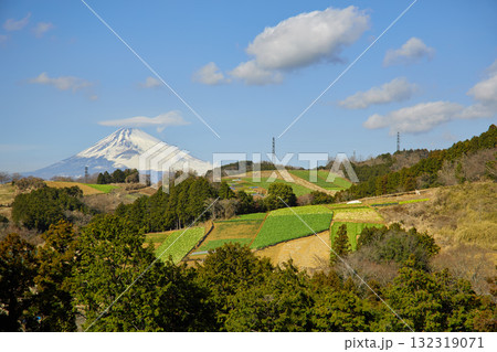 箱根西麓の野菜畑と富士山 箱根西麓の野菜畑と富士山 132319071