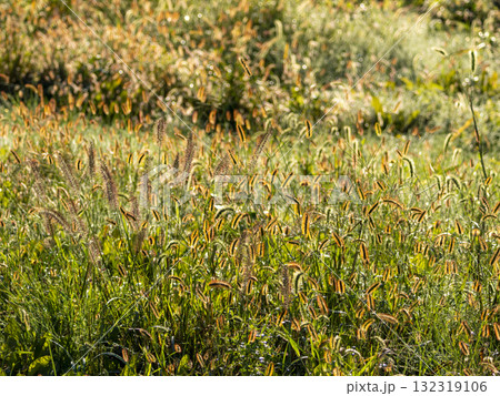 朝日に輝くキンエノコロ 朝日に輝くキンエノコロ 132319106