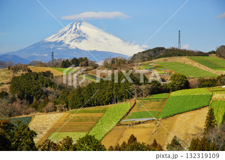 箱根西麓の野菜畑と富士山 箱根西麓の野菜畑と富士山 132319109