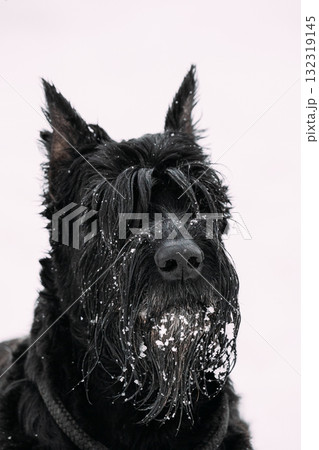 Portrait Of Young Black Giant Schnauzer Or Riesenschnauzer Dog At White Winter Snow Background 132319145