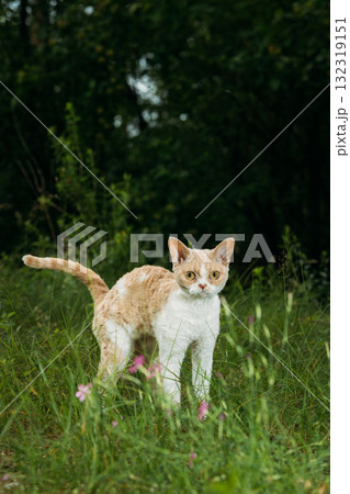 Regal Cat Standing Proudly Amongst Verdant Greenery Devon Rex 132319151