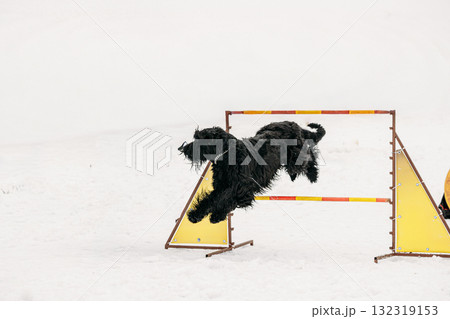 Funny Young Black Giant Schnauzer Or Riesenschnauzer Dog Training Outside At Winter Season. Dog Jumping Through barrier In Snow During Agility Dog Training At Winter Season. 132319153