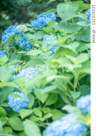 道端に咲く紫陽花 132319335
