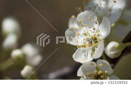 オオシマザクラ オオシマザクラ 132319352