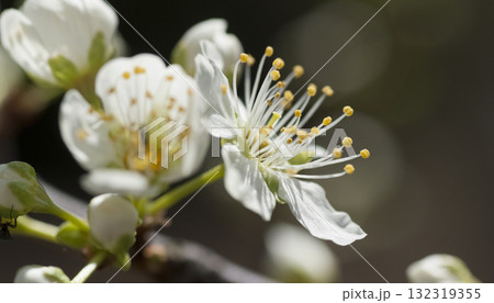 オオシマザクラ 132319355
