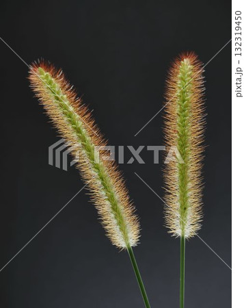 エノコログサのクローズアップ 132319450
