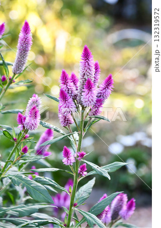 ノゲイトウ　Silver cock's comb 132319572