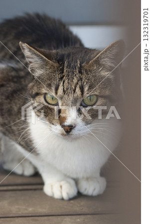 野良猫 132319701