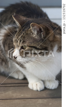 野良猫 野良猫 132319702