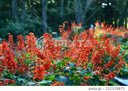 サルビア・スプレンデンス Salvia splendens サルビア・スプレンデンス Salvia splendens 132319873
