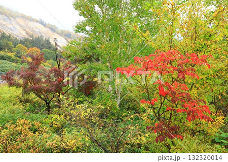 紅葉に染まる八幡平アスピーテライン 132320014