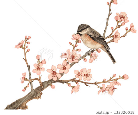 桜の枝に止まる可愛い野鳥 桜の枝に止まる可愛い野鳥 132320019
