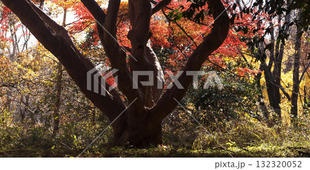 秋の里山 秋の里山 132320052