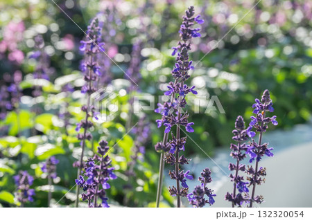 Blue Salvias flower blooming in the garden. This fragrant herb provides nectar for foraging bees from spring and through summer. Blue Salvias flower blooming in the garden. This fragrant herb provides nectar for foraging bees from spring and through summer. 132320054