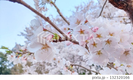 青空に映える桜 132320166