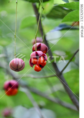 ツリバナ Korean Spindletree ツリバナ Korean Spindletree 132320596