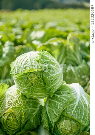 白菜の収穫 白菜の収穫 132320597