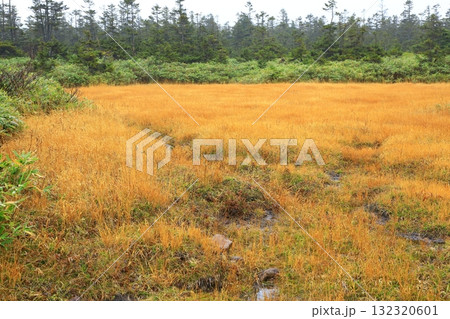 八幡平　紅葉に染まる黒谷地湿原 132320601