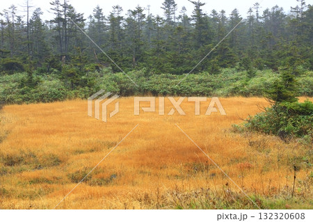 八幡平　紅葉に染まる黒谷地湿原 132320608